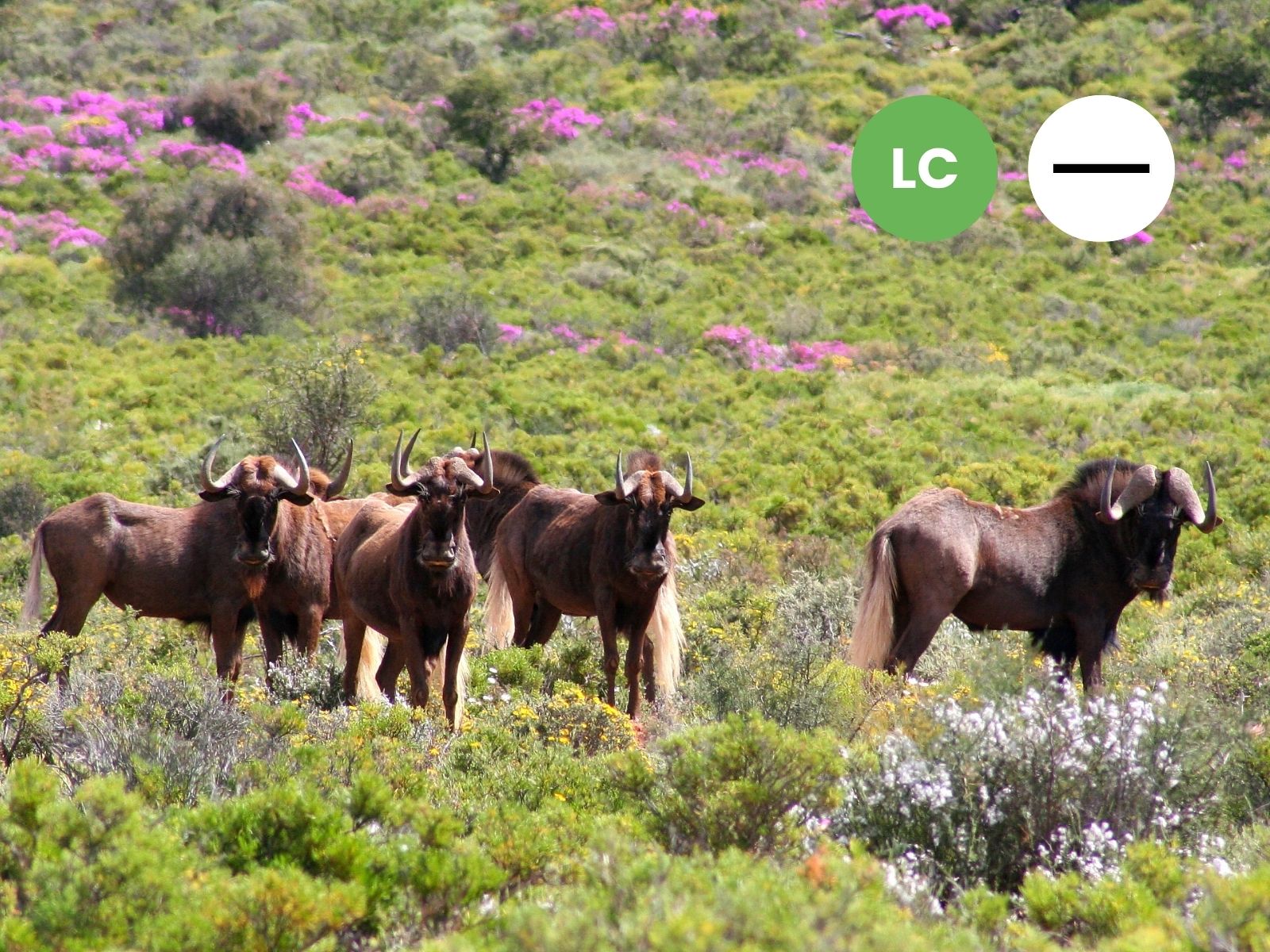 Protected: Black Wildebeest