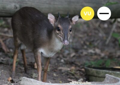 Protected: Blue Duiker