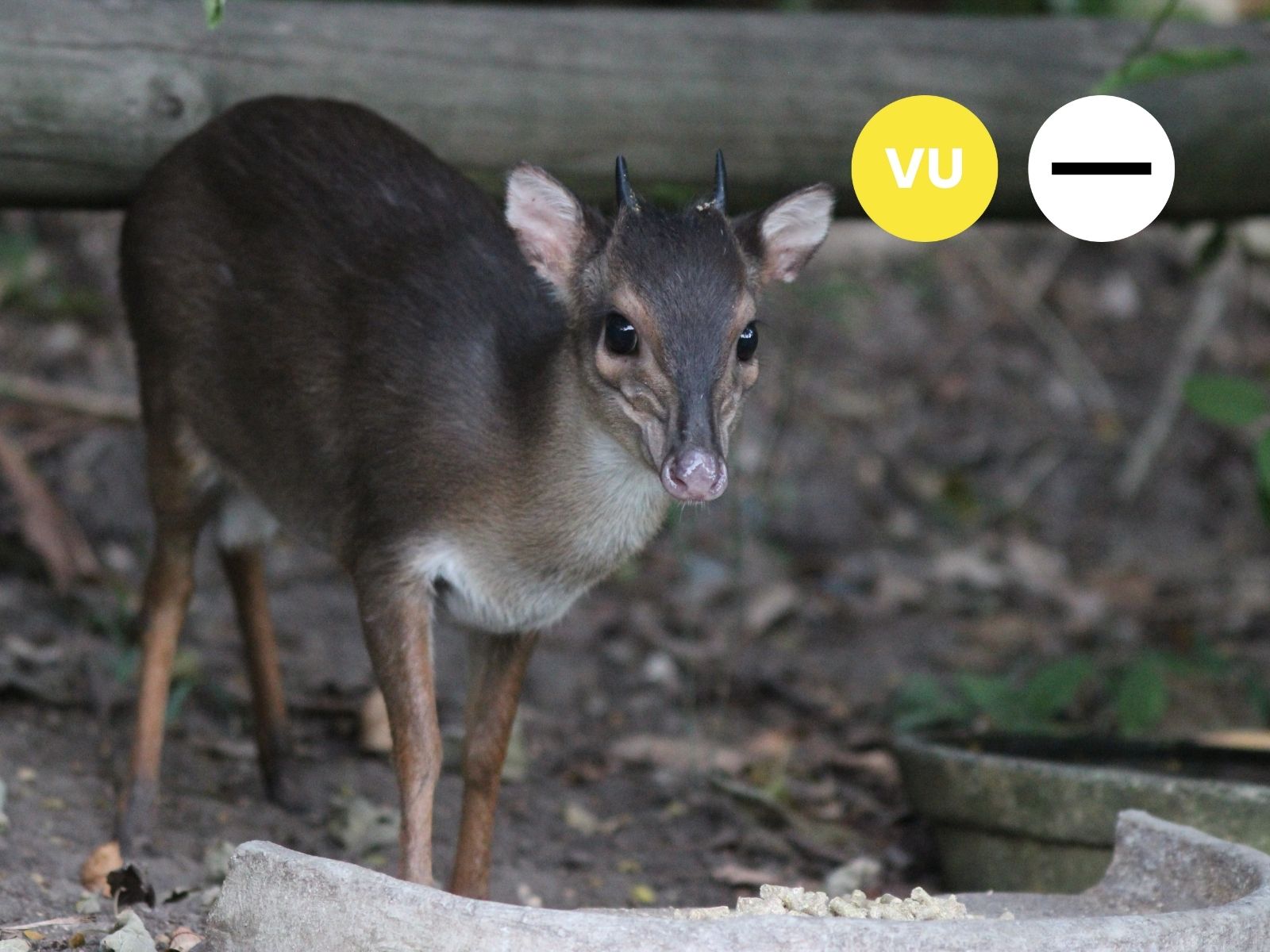 Protected: Blue Duiker