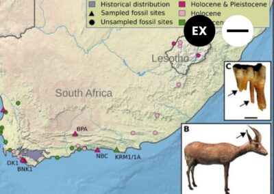 Protected: Blue Antelope