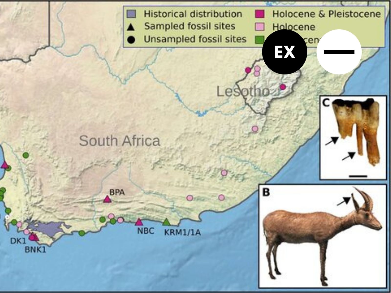 Protected: Blue Antelope