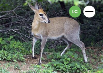 Protected: Common Duiker