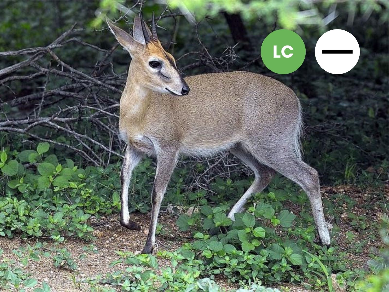 Protected: Common Duiker