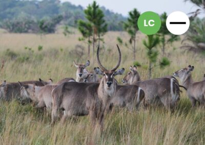 Protected: Common Waterbuck