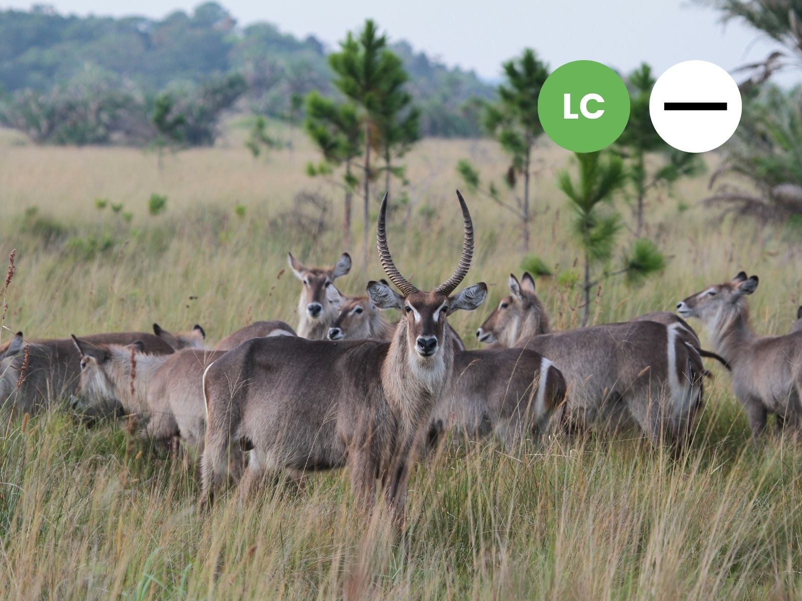 Protected: Common Waterbuck