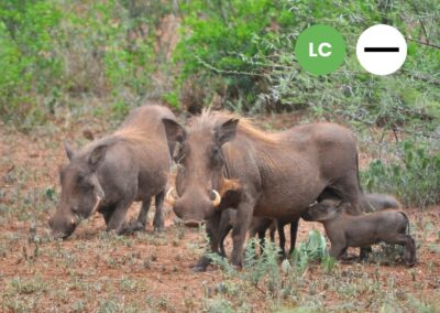 Protected: Common Warthog