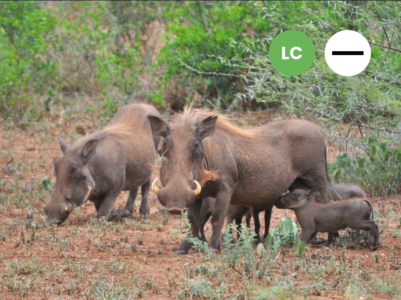 Protected: Common Warthog