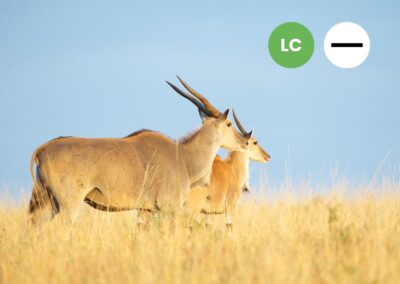 Protected: Eland