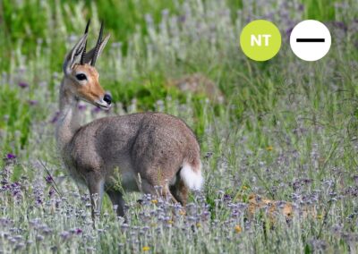 Protected: Grey Rhebok