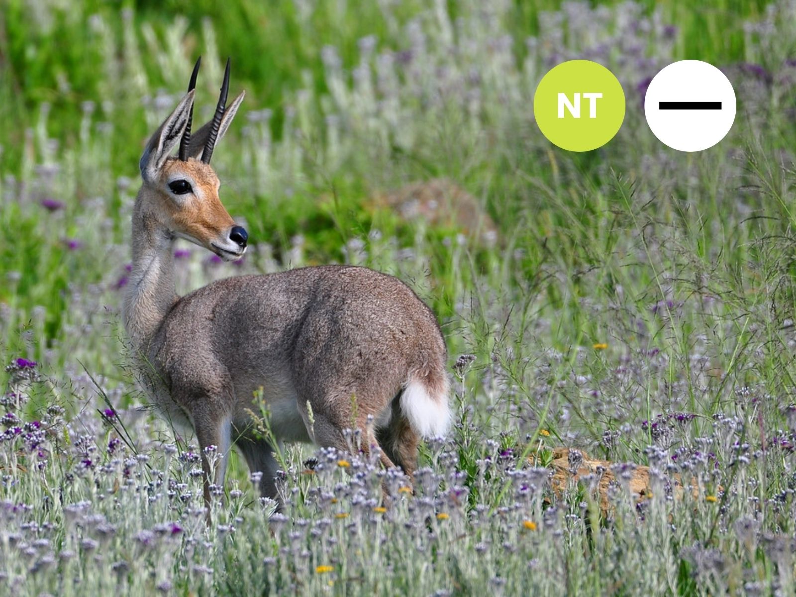 Protected: Grey Rhebok