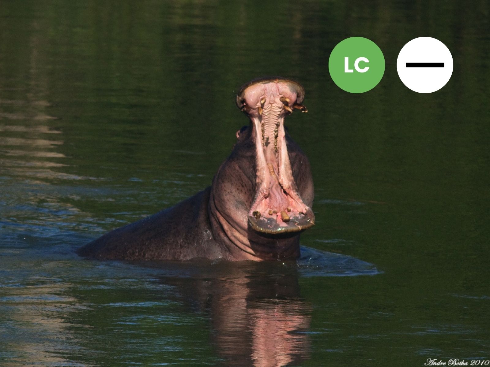 Protected: Hippopotamus