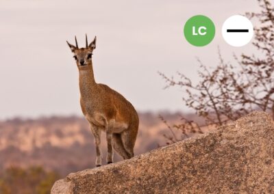 Protected: Klipspringer