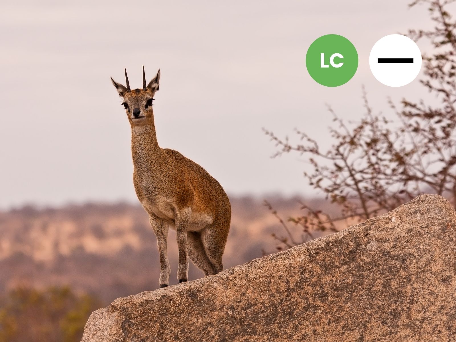 Protected: Klipspringer