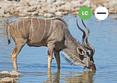 Protected: Greater Kudu