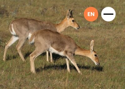 Protected: Mountain Reedbuck