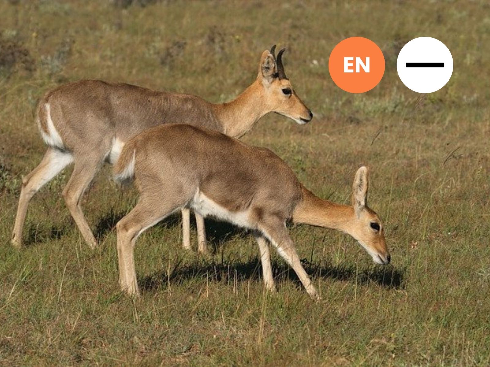 Protected: Mountain Reedbuck