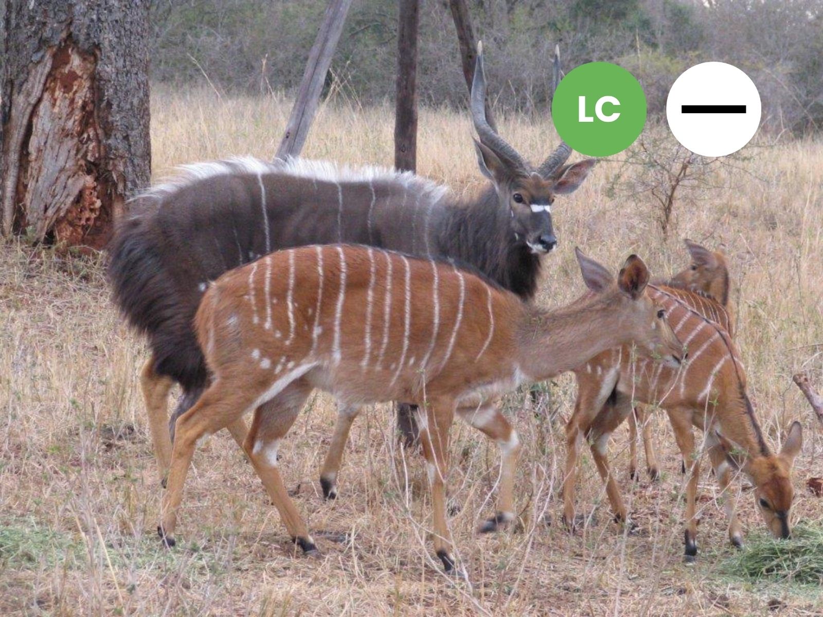 Nyala