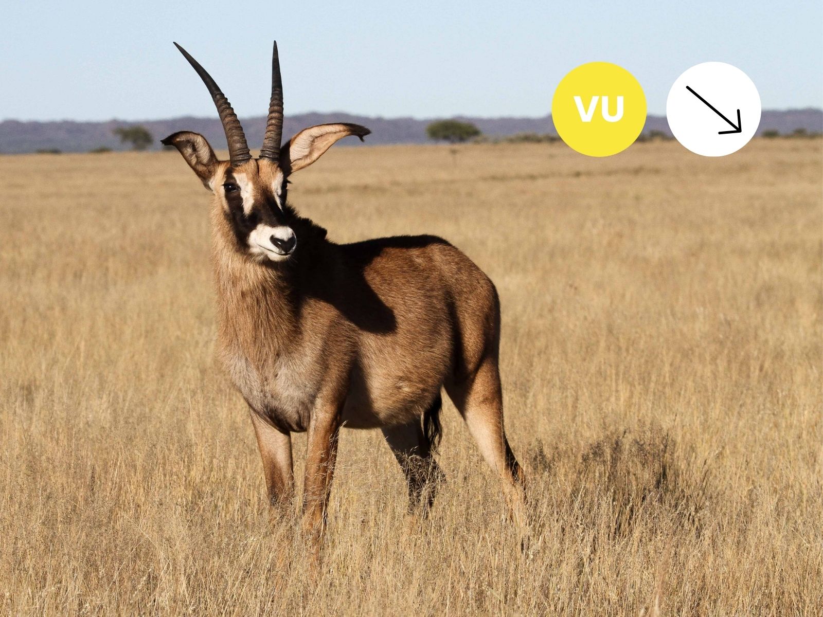 Roan Antelope