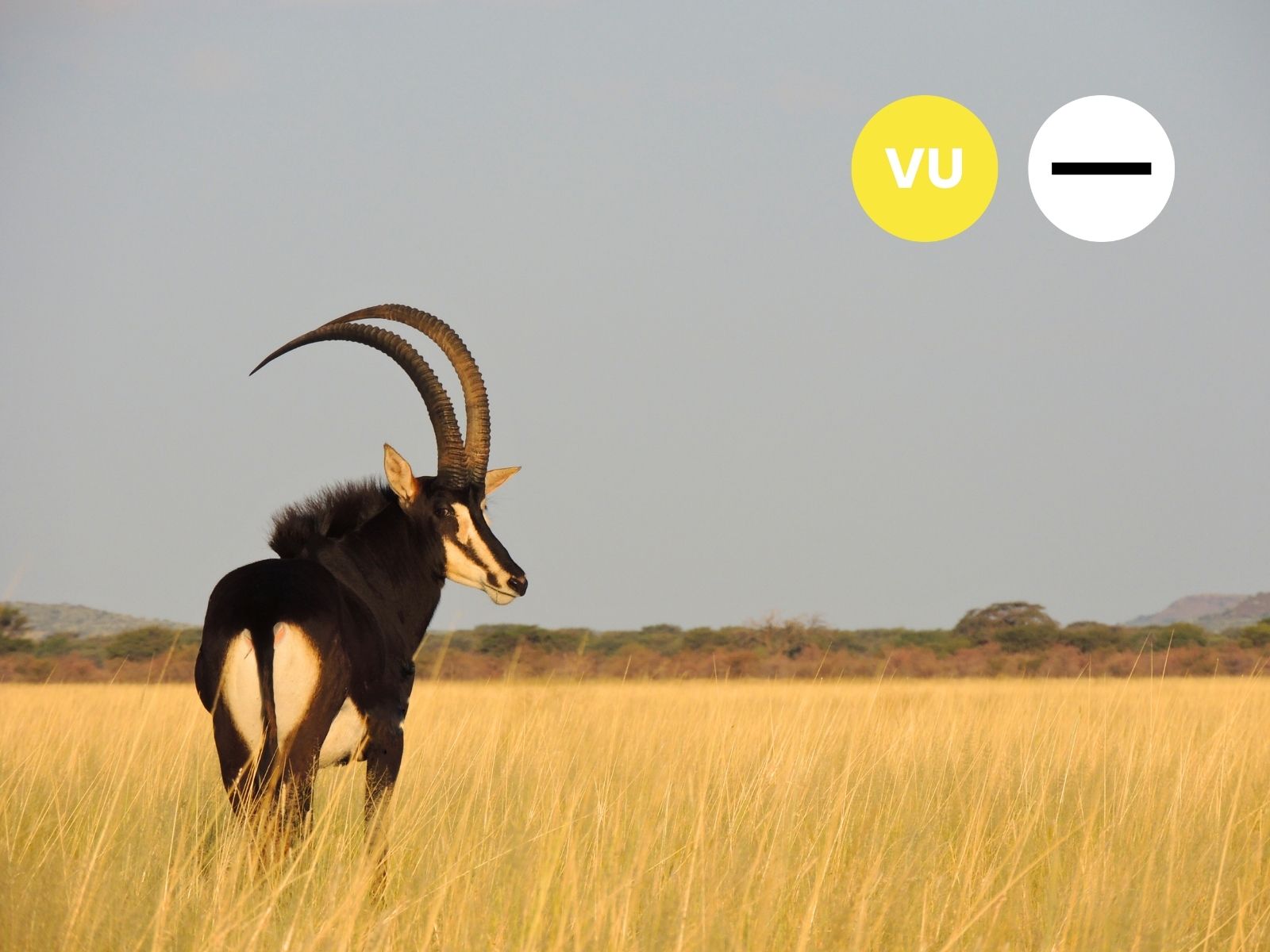 Sable Antelope