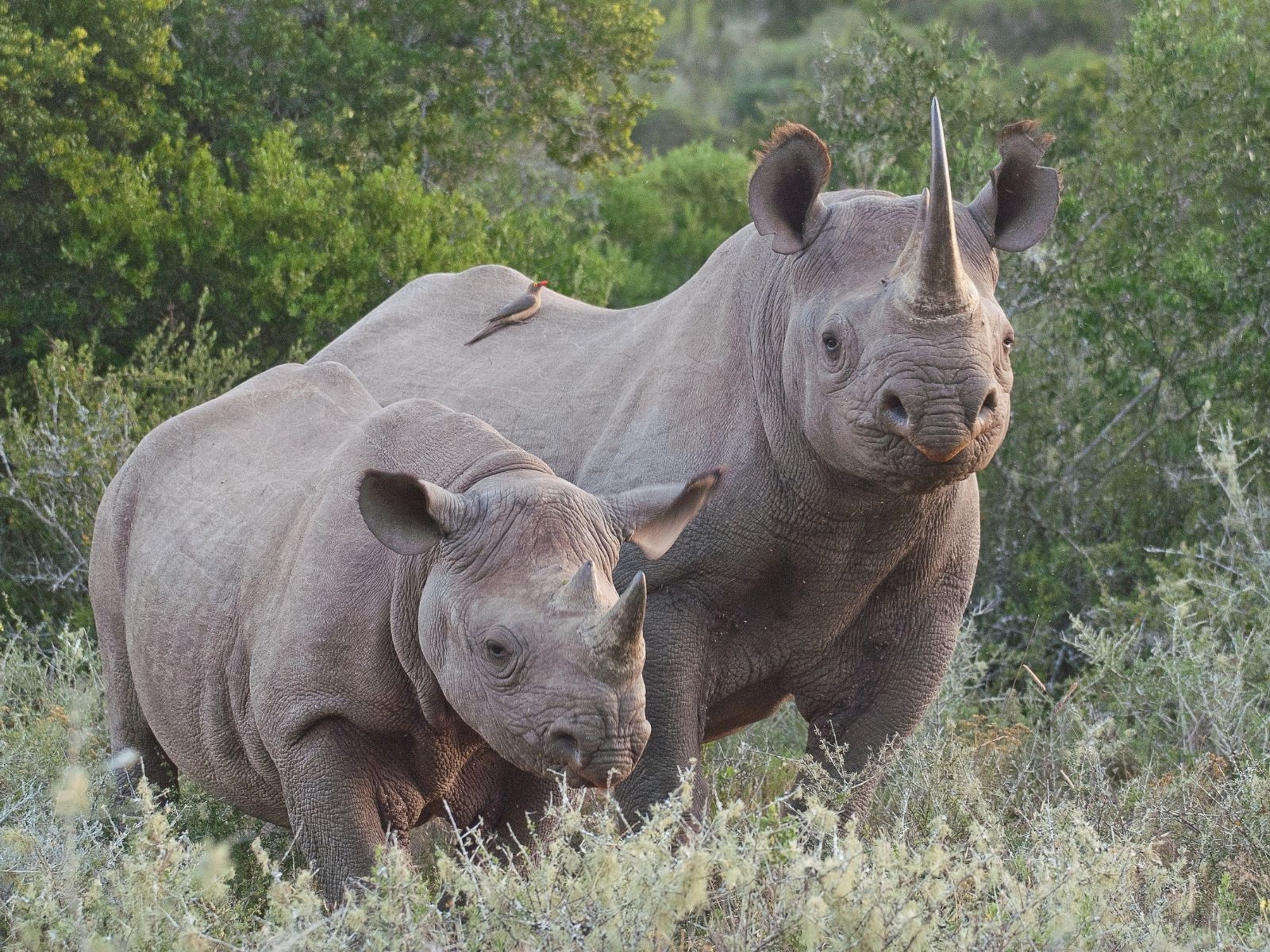 Bushveld elephant shrews Elephantulus intufi occur on Kalahari sands