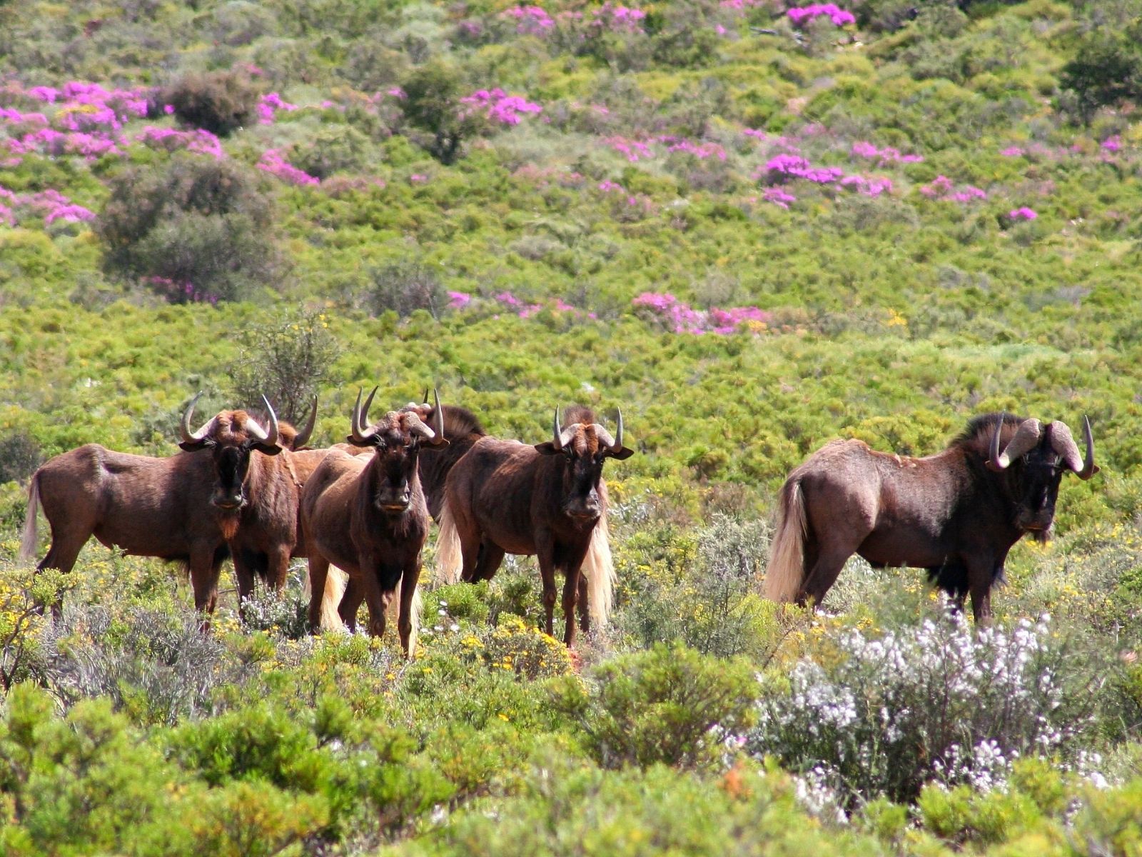 Bushveld elephant shrews Elephantulus intufi occur on Kalahari sands