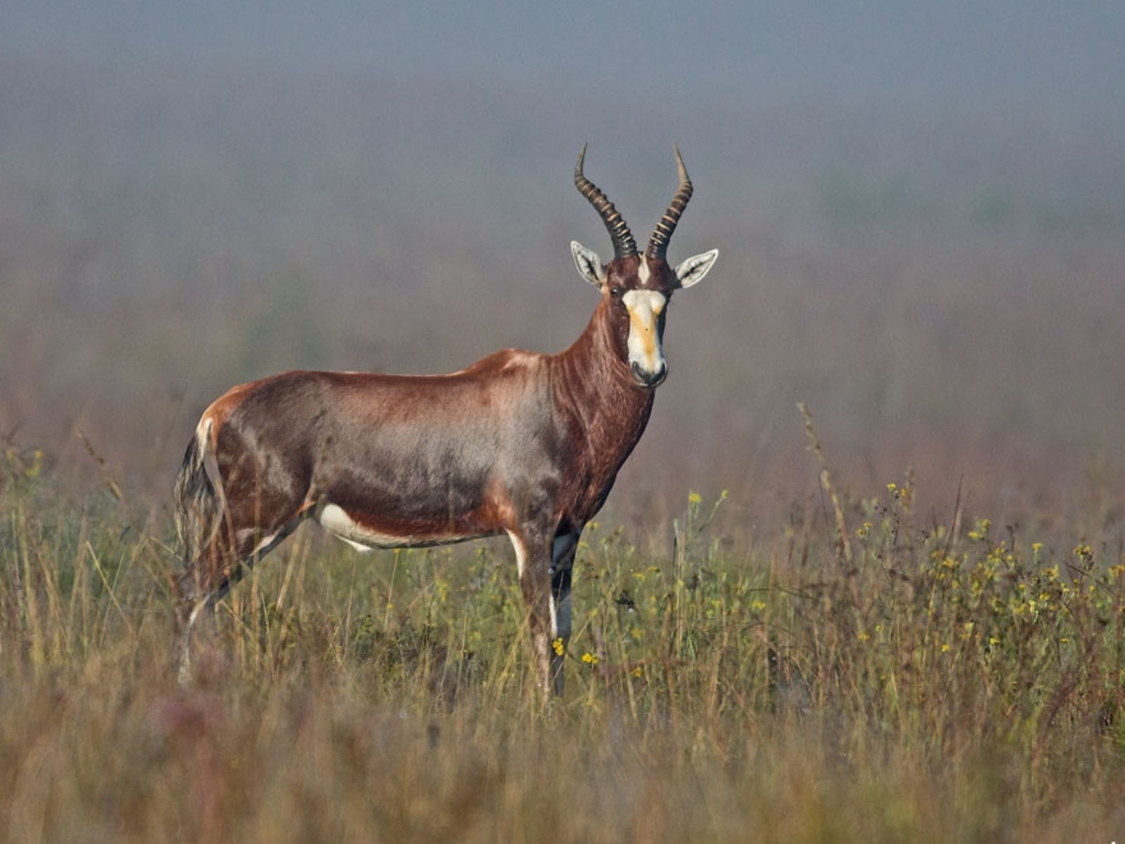 Bushveld elephant shrews Elephantulus intufi occur on Kalahari sands