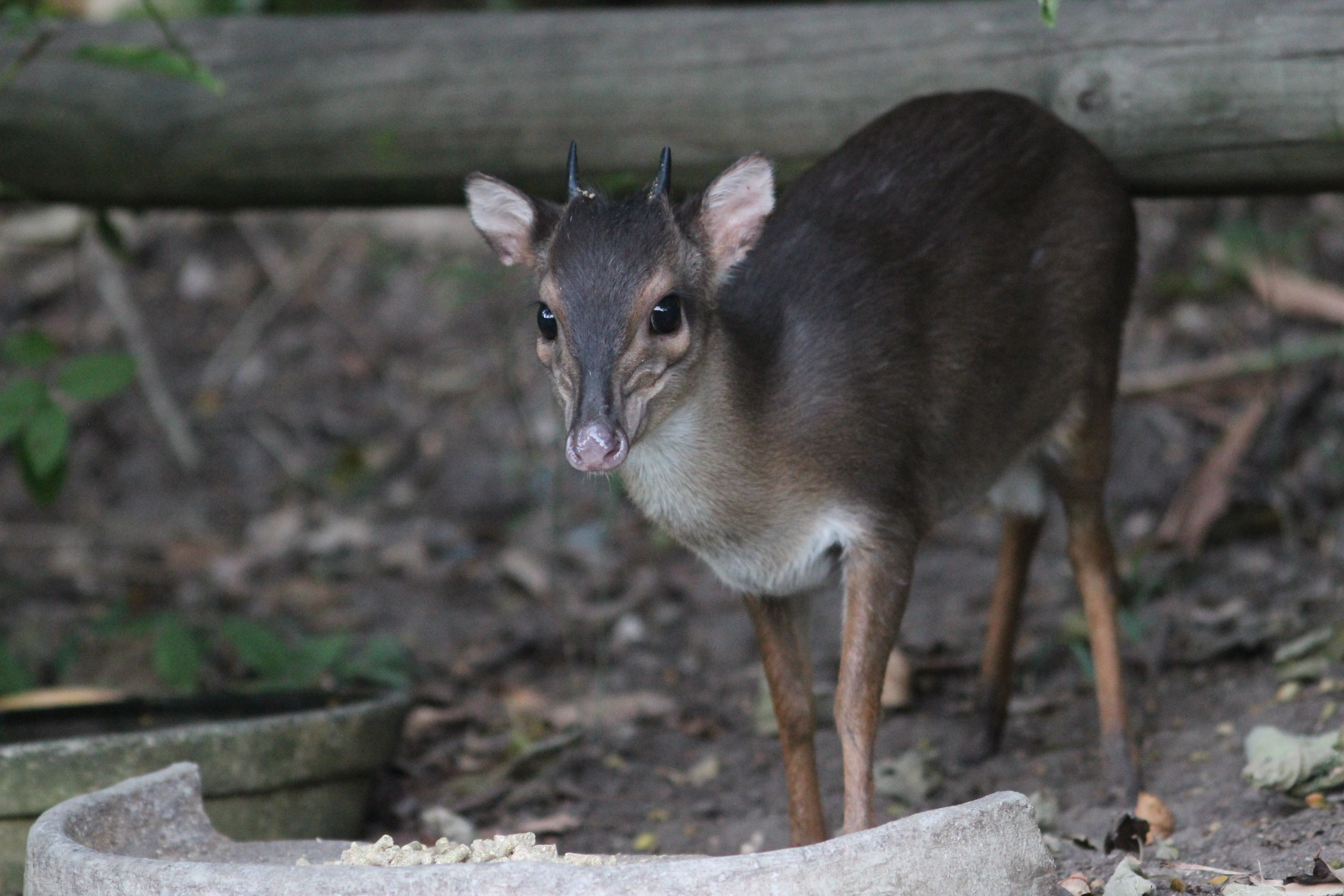 Bushveld elephant shrews Elephantulus intufi occur on Kalahari sands