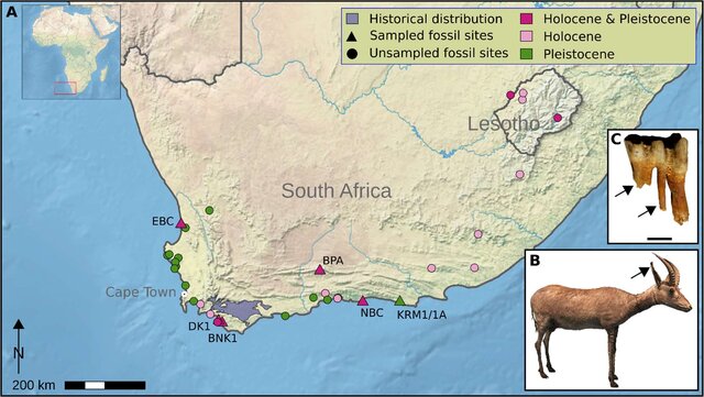 Bushveld elephant shrews Elephantulus intufi occur on Kalahari sands