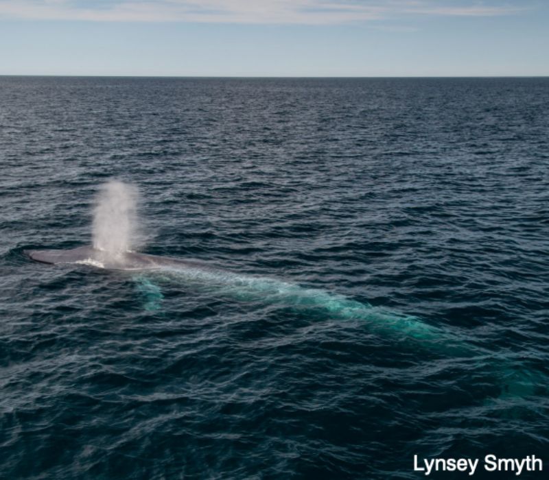 Bushveld elephant shrews Elephantulus intufi occur on Kalahari sands