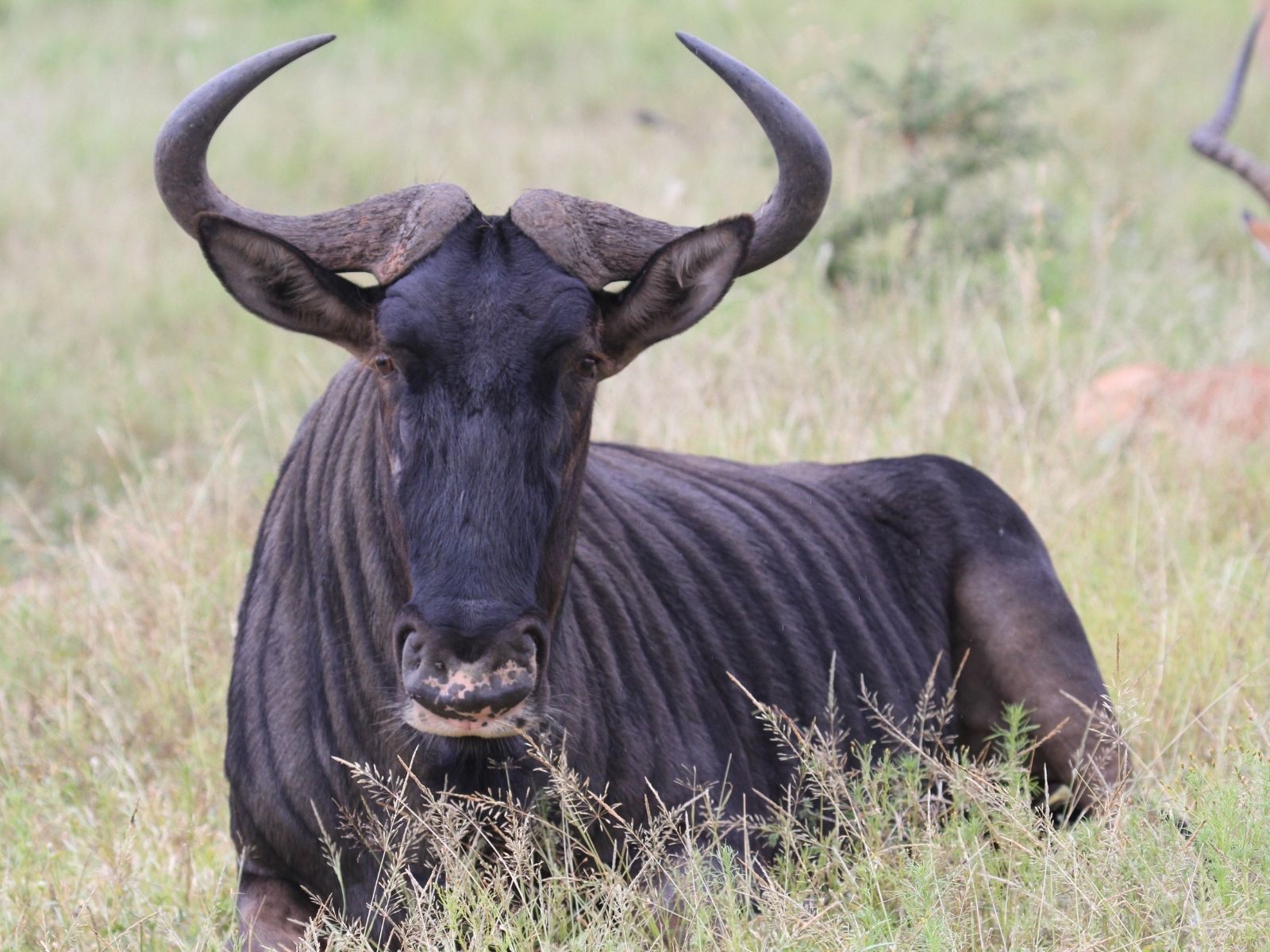 Bushveld elephant shrews Elephantulus intufi occur on Kalahari sands
