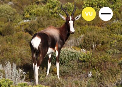 Protected: Bontebok