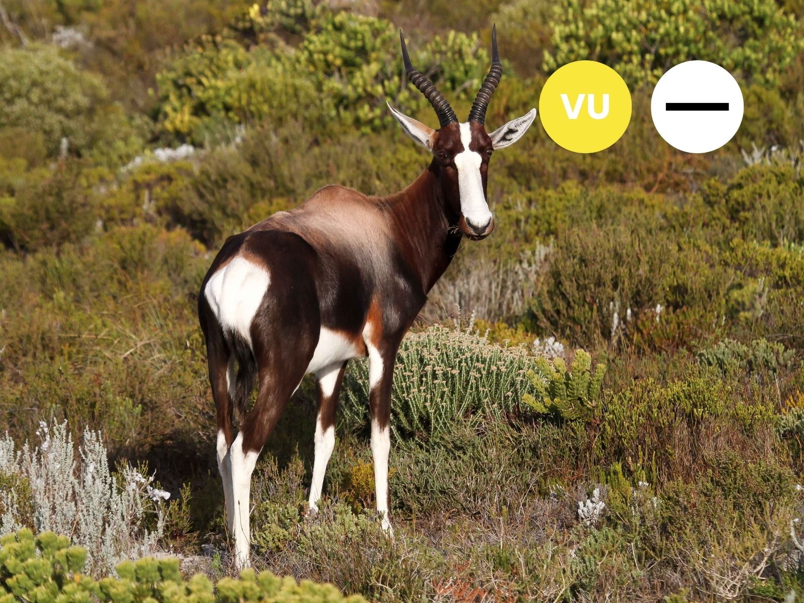 Protected: Bontebok