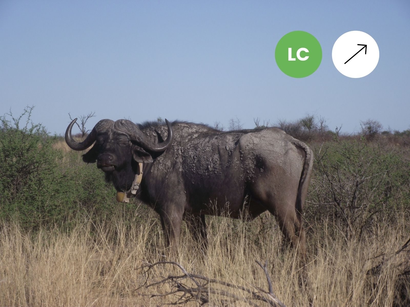 Southern Savannah Buffalo