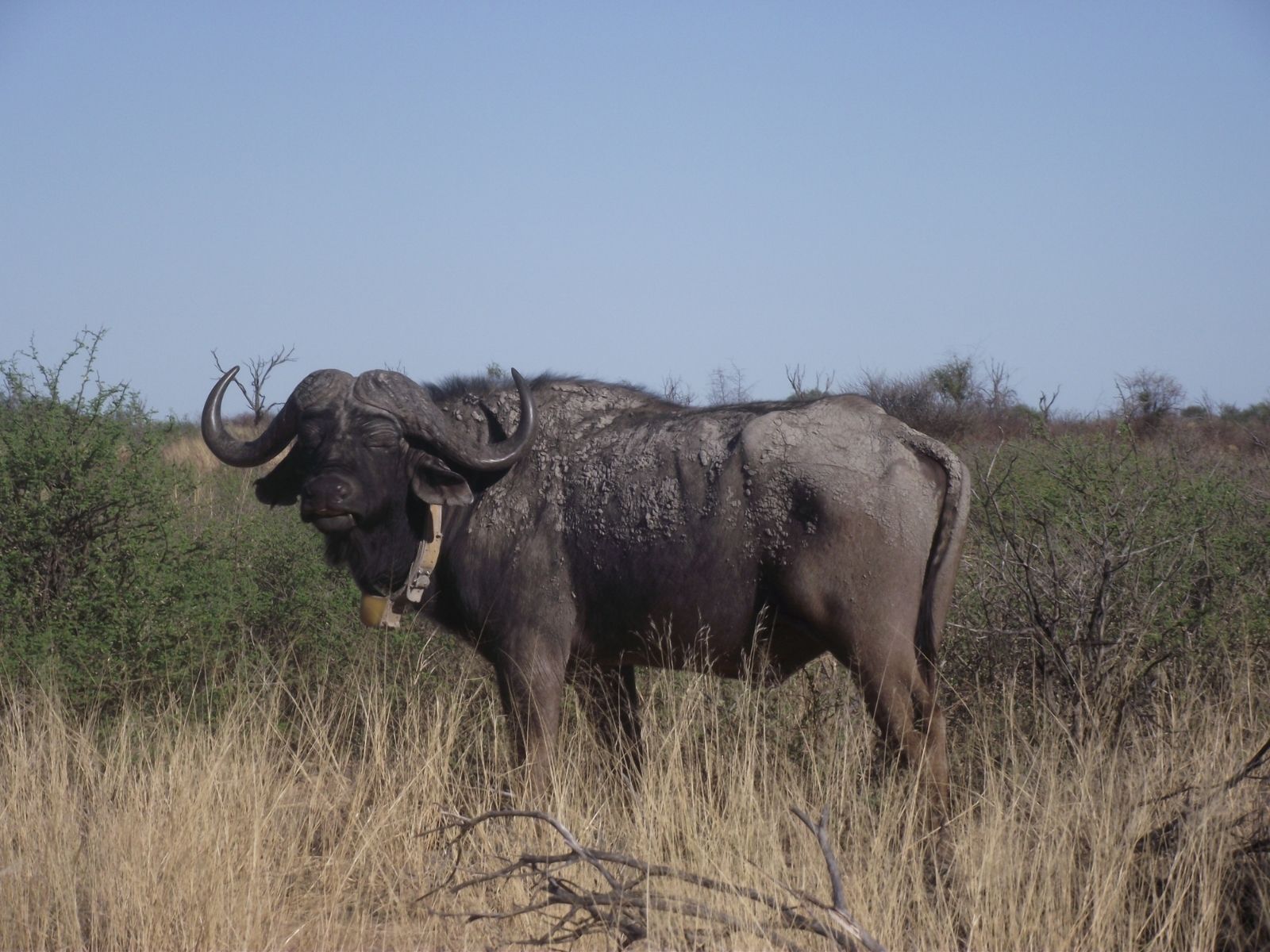 Bushveld elephant shrews Elephantulus intufi occur on Kalahari sands