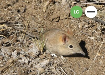 Protected: Bushveld Sengi