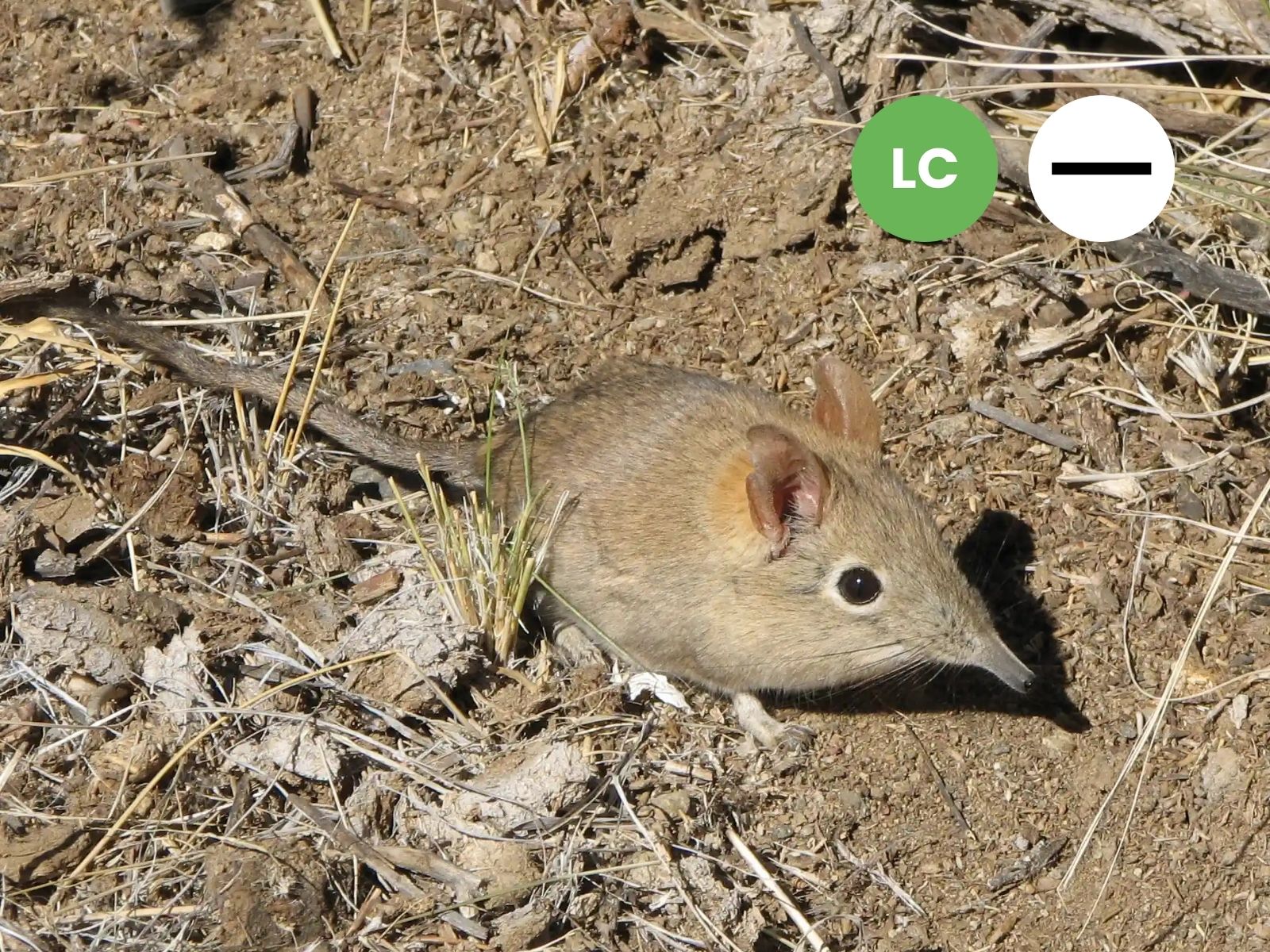 Protected: Bushveld Sengi