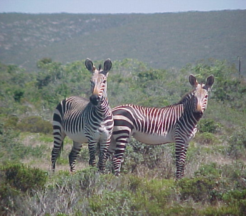 Cape Mountain Zebra