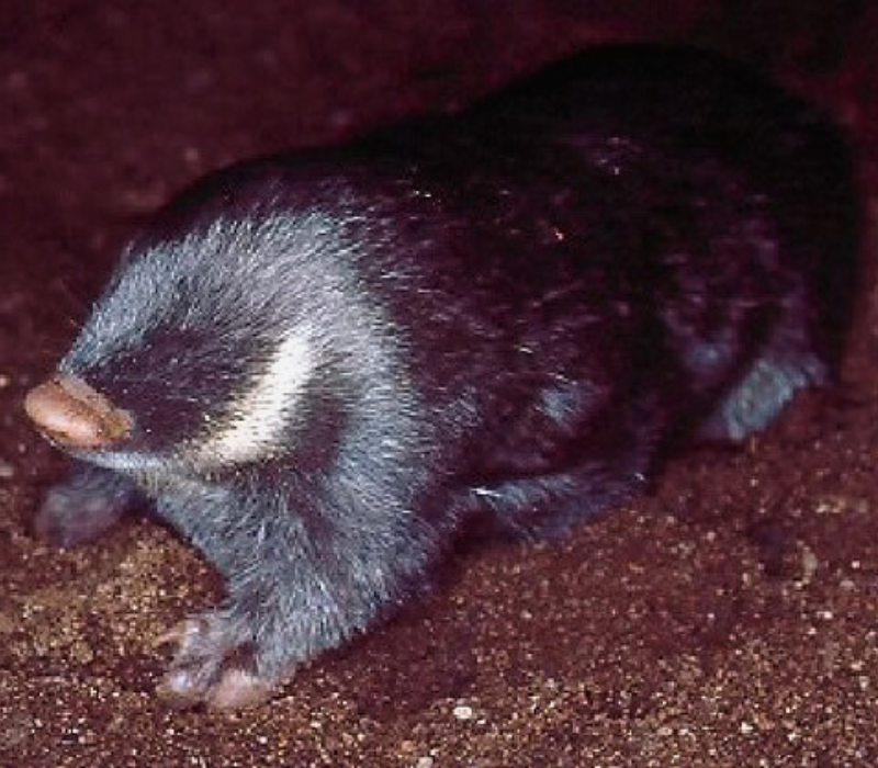 Bushveld elephant shrews Elephantulus intufi occur on Kalahari sands