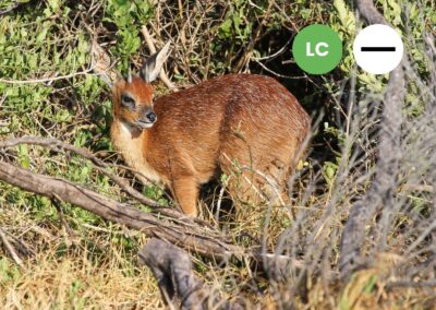 Protected: Cape Grysbok