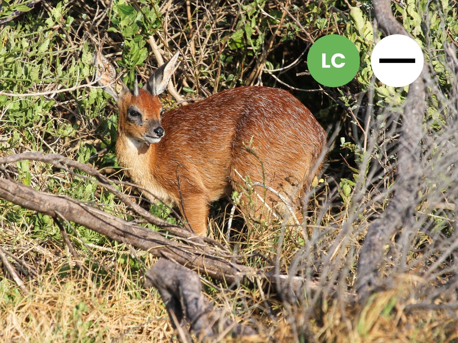 Protected: Cape Grysbok