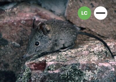 Protected: Cape Rock Sengi