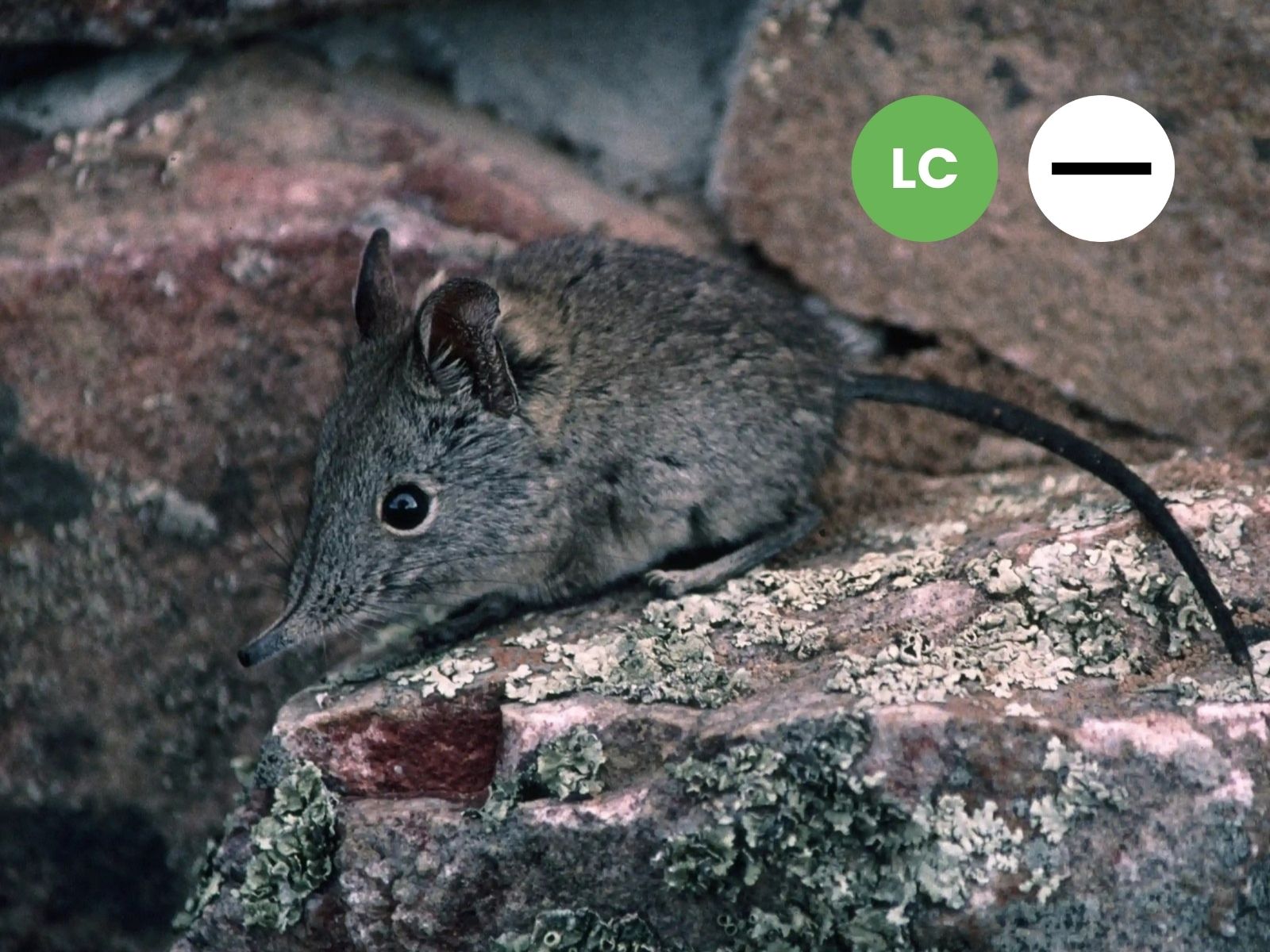 Protected: Cape Rock Sengi