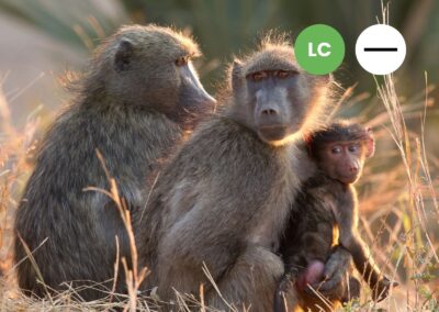 Protected: Chacma Baboon (Papio ursinus)