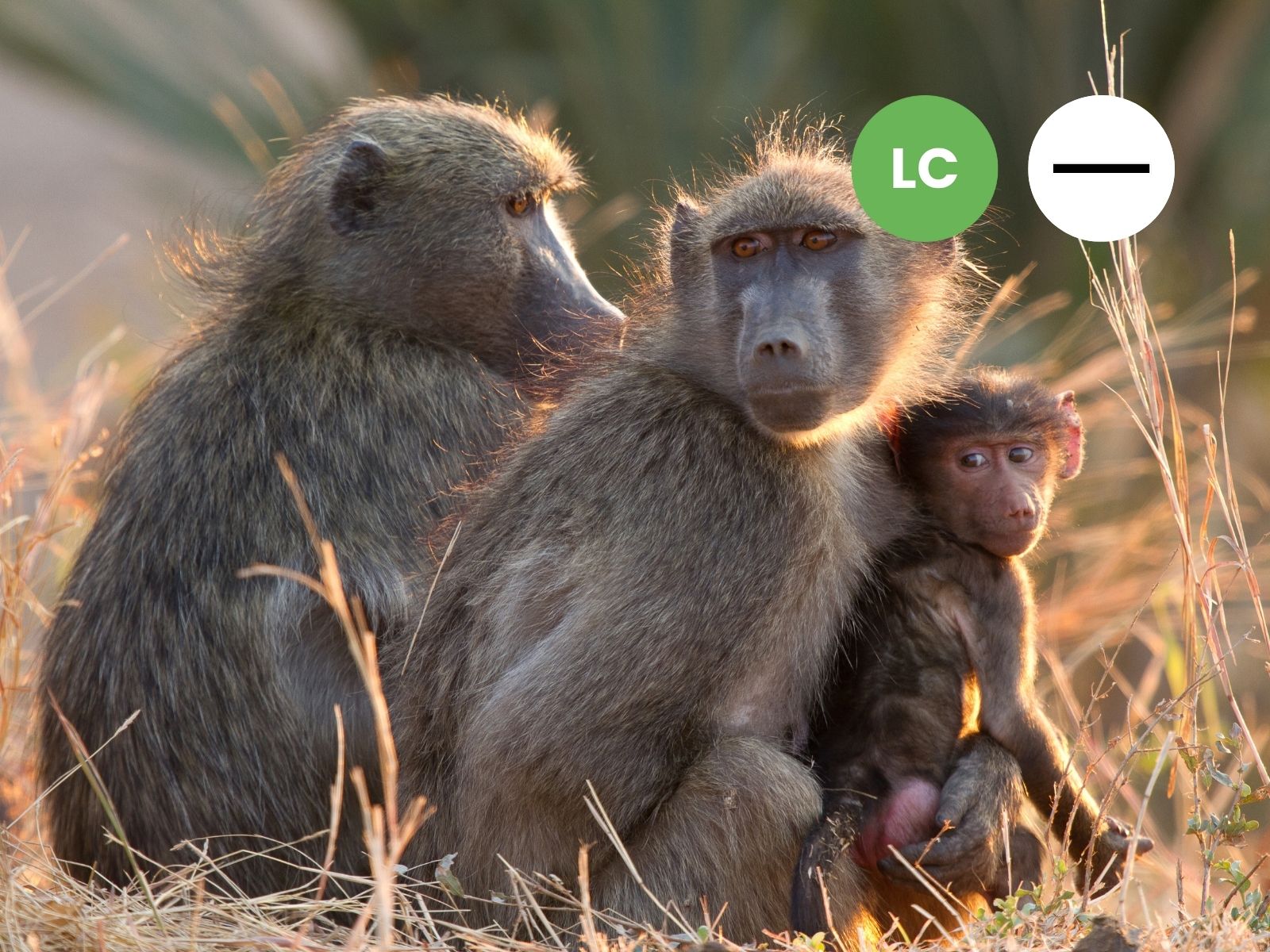 Protected: Chacma Baboon (Papio ursinus)