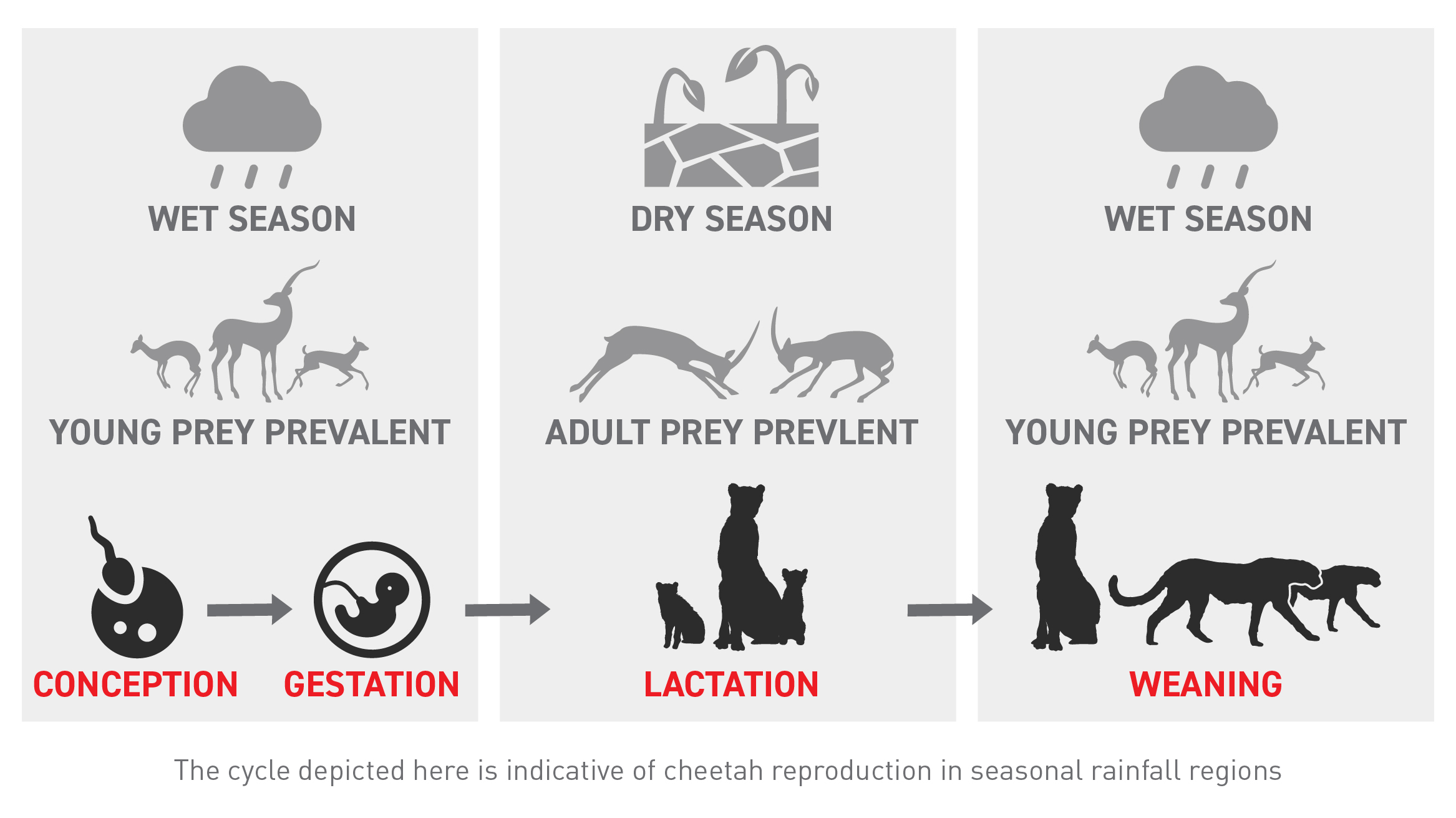 Infographic depicting cheetah reproduction in seasonal rainfall regions