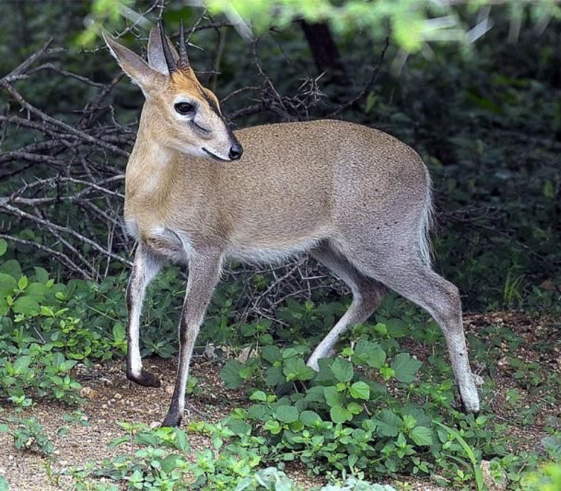 Bushveld elephant shrews Elephantulus intufi occur on Kalahari sands