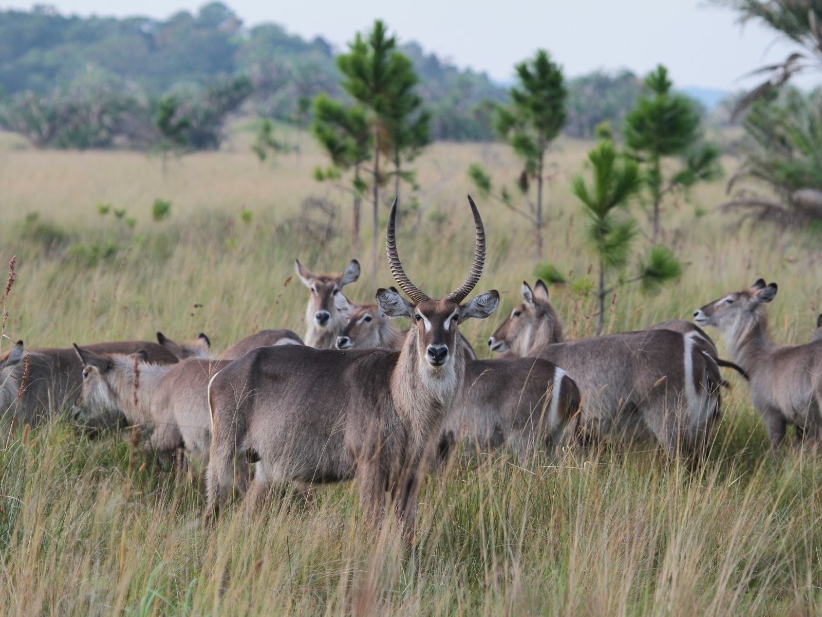Bushveld elephant shrews Elephantulus intufi occur on Kalahari sands