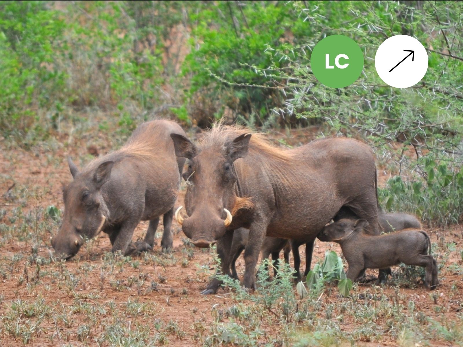 Common Warthog