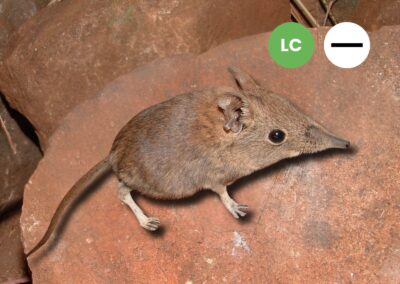 Protected: Eastern Rock Sengi