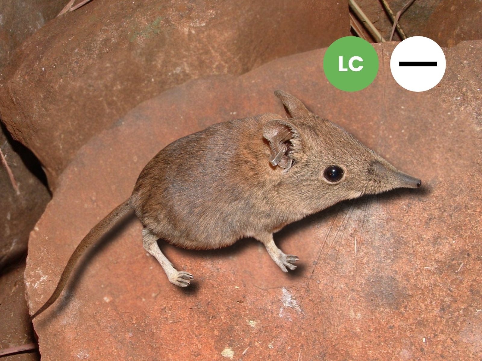 Protected: Eastern Rock Sengi